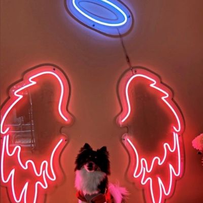 Angel Wings with Halo