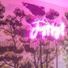 Just try it LED neon light from Custom Neon® shown as wall art 
