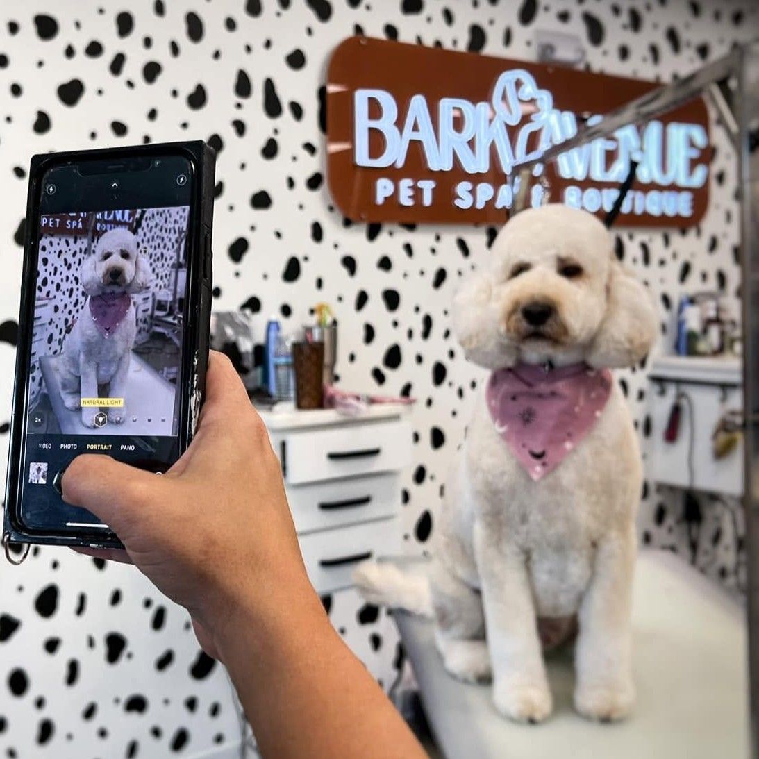 Phone photographing a freshly groomed white doodle in a pink bandana in front of a Custom Neon® Bark Avenue Pet Spa sign