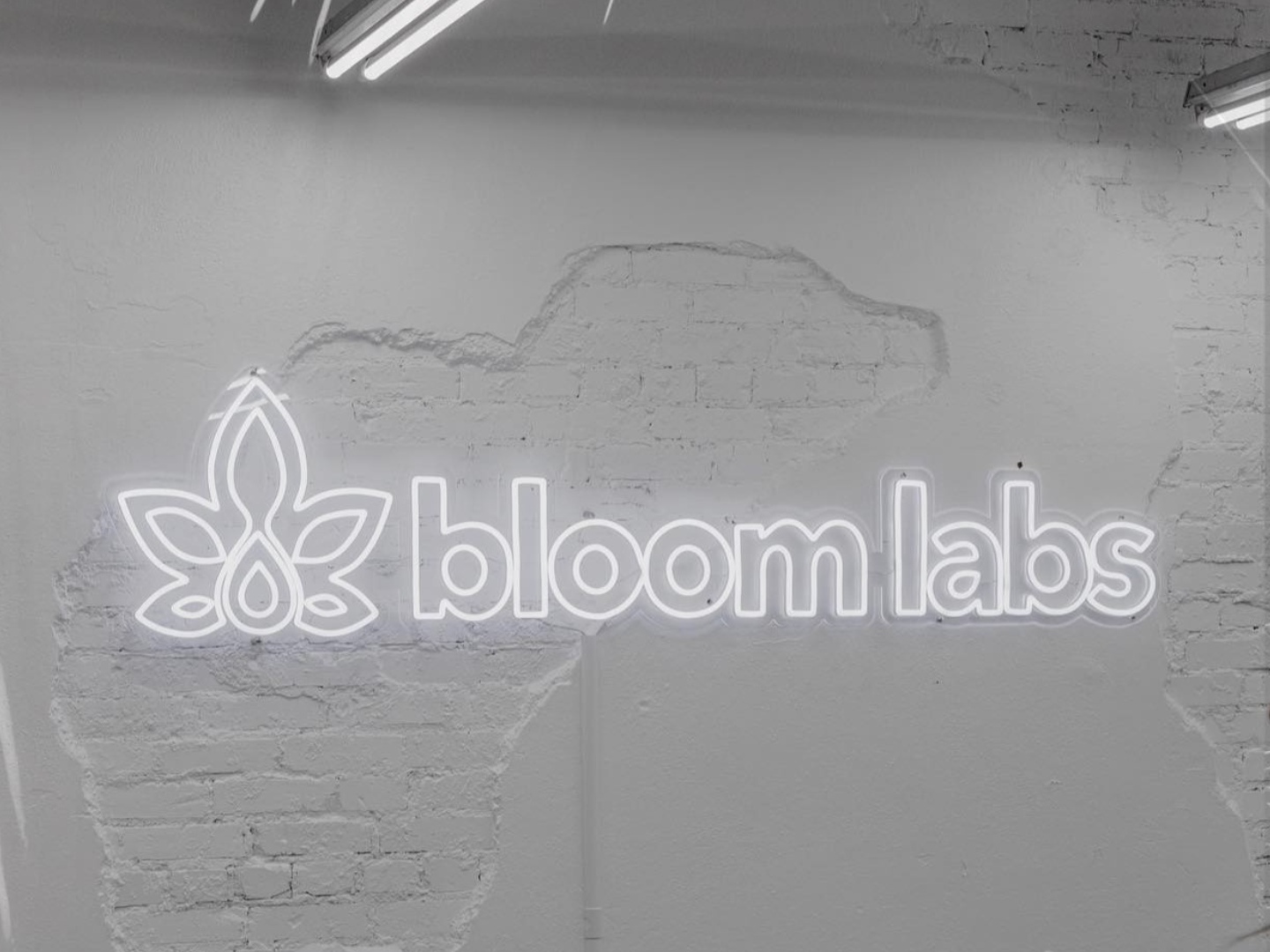 White bloom labs logo LED neon sign mounted on a painted white brick wall