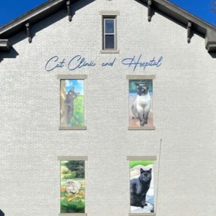 Deep blue Custom Neon® waterproof sign reading Cat Clinic and Hospital on the exterior of the building in daylight @catclinicandhospitalpittsburgh 