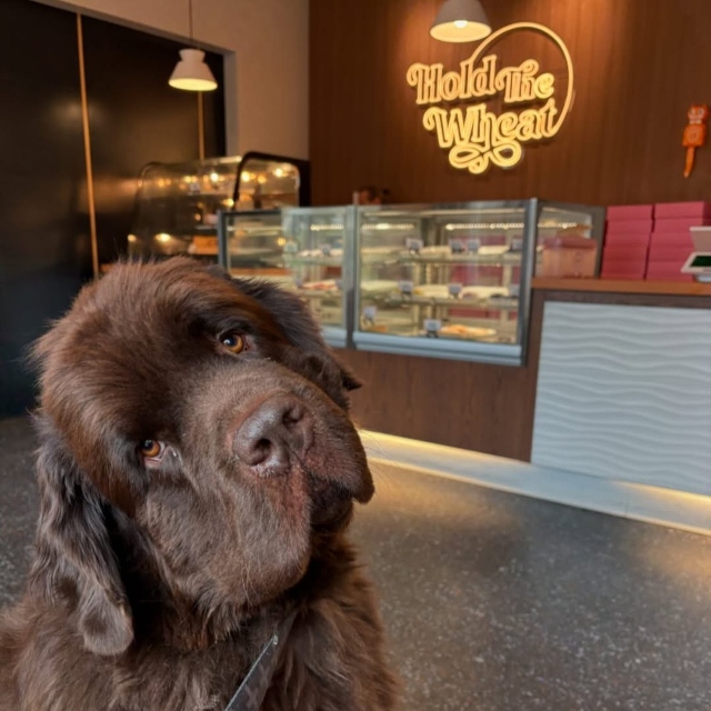Warm white Custom Neon® bakery logo sign @holdthewheatgf