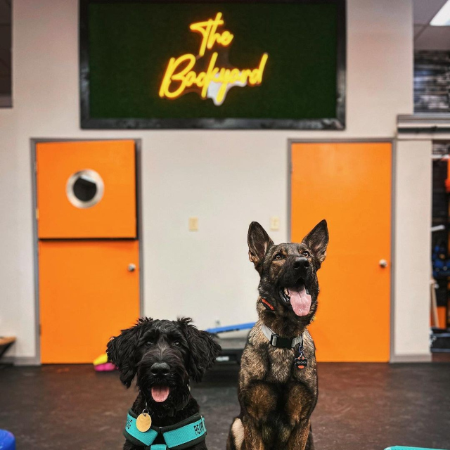 The Backyard orange LED Custom Neon® sign on a grass wall with two dogs in the foreground @dogees_place @outofhismindd
