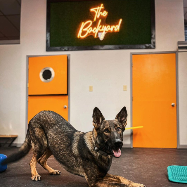 The Backyard orange LED Custom Neon® sign on a grass wall with a dog in the foreground @dogees_place @outofhismindd